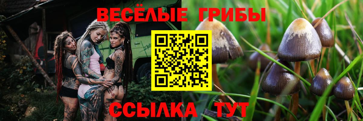 Аксай  Галлюциногенные грибы Psilocybine cubensis  Вход с VPN  Галлюциногенные грибы MAGIC MUSHROOMS 